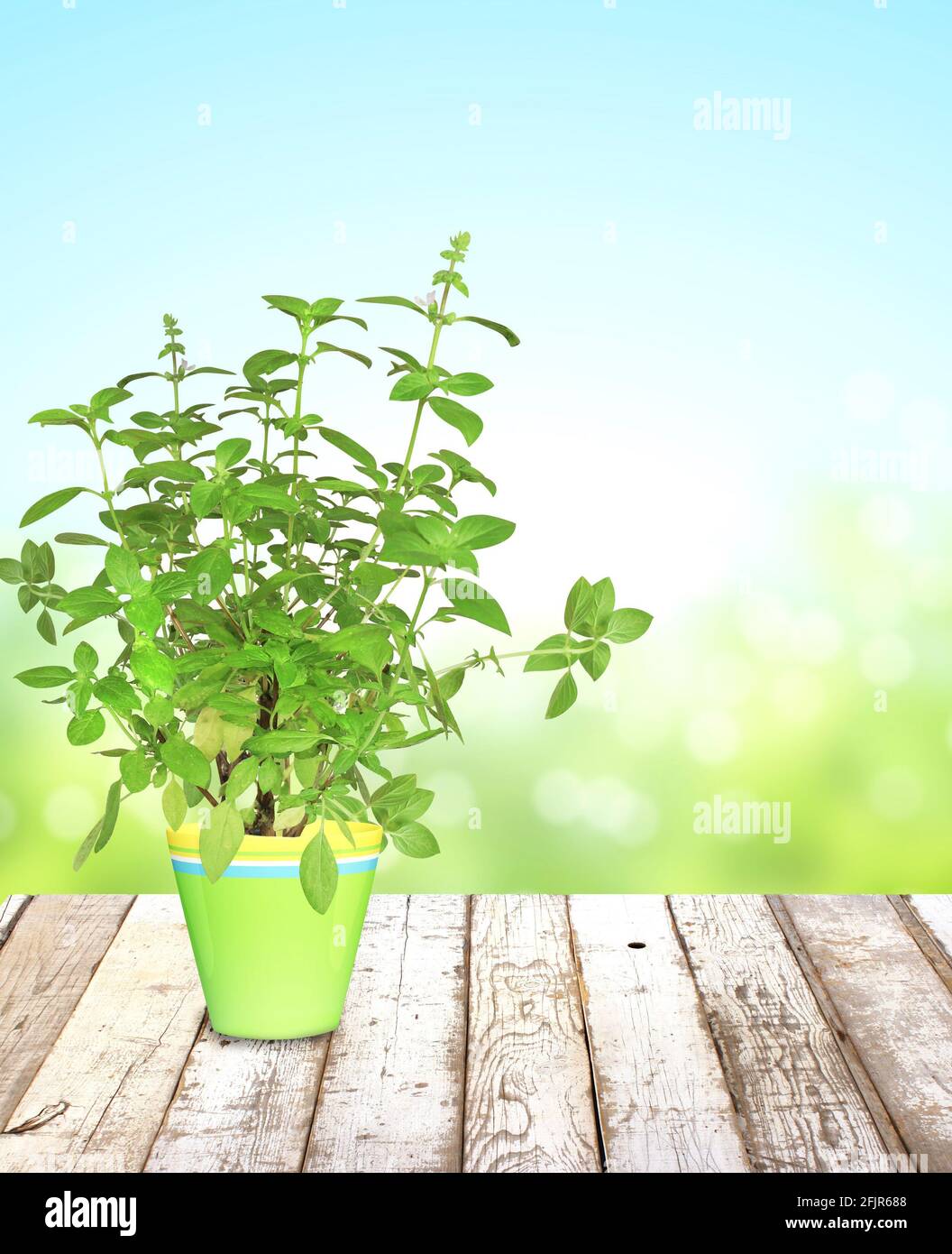 Branch of Lemon basil (Ocimum africanum) in flowerpot on wooden table top and abstract nature background. Aromatic herb Thai lemon basil in flower pot Stock Photo