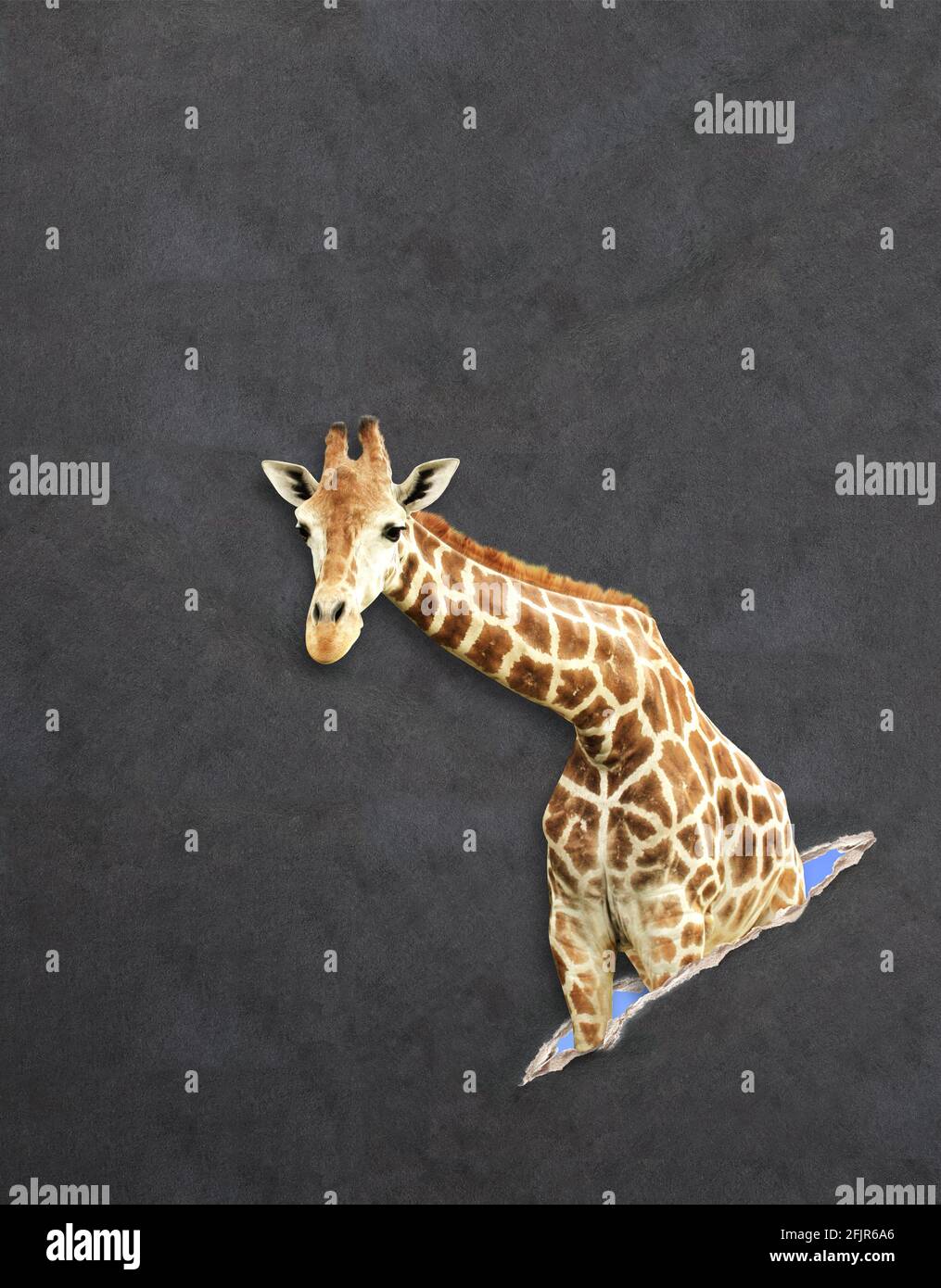 Giraffe in paper hole with 3d effect.  Mock up template. Copy space for text Stock Photo
