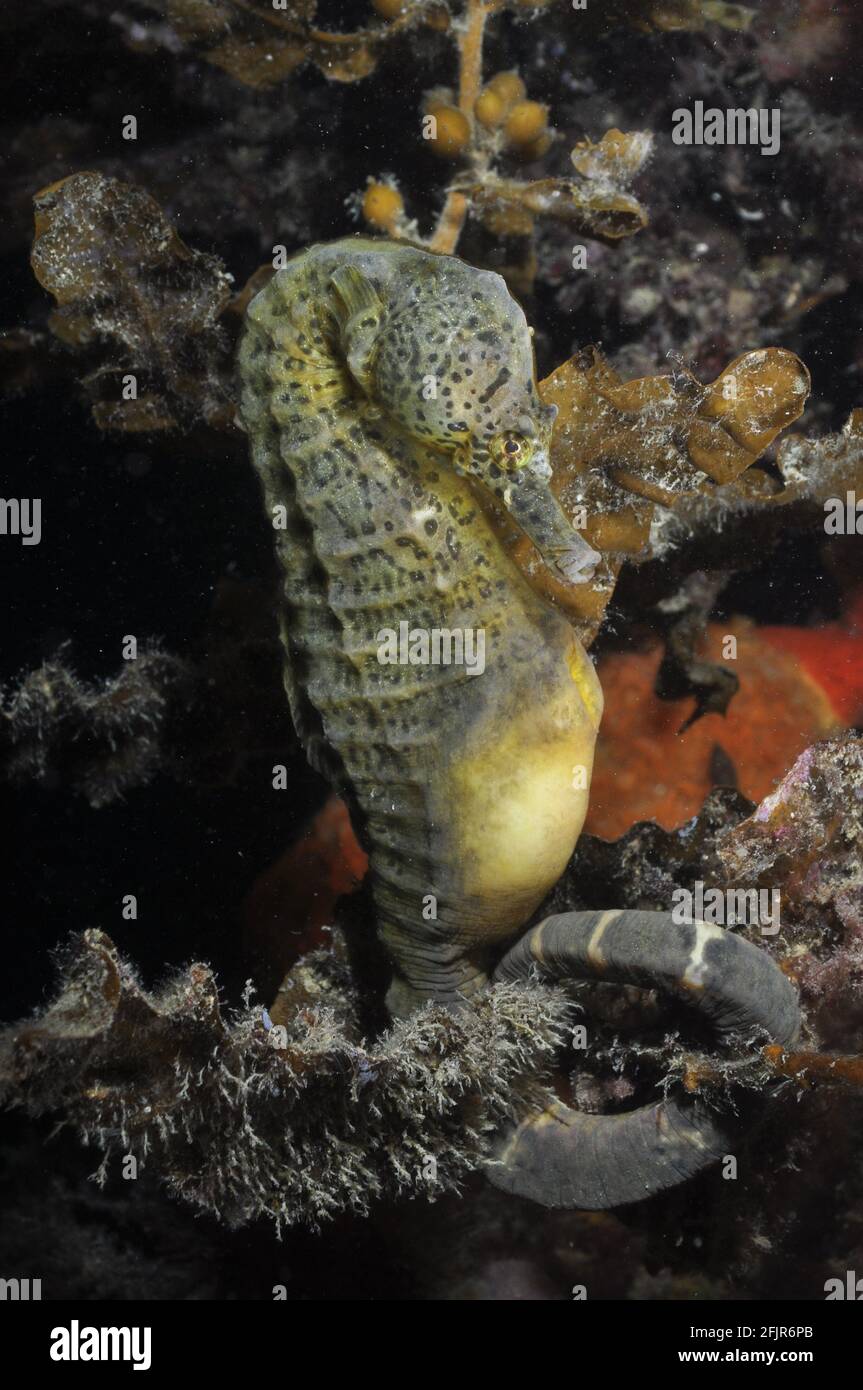 Big Bellied Seahorse. Stock Photo