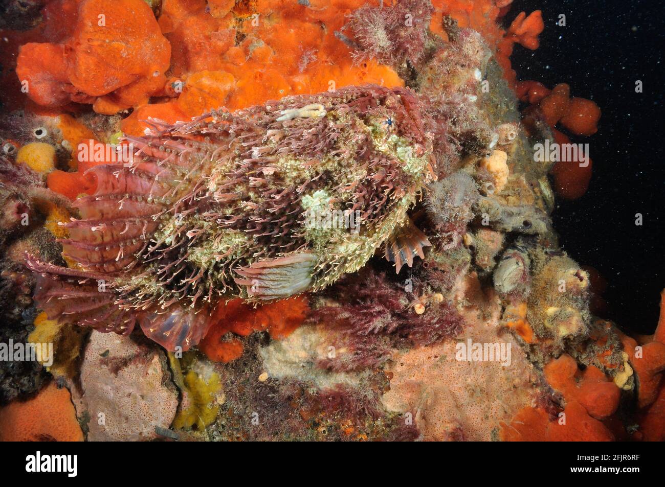 Tasselled Anglerfish, swimming. Stock Photo