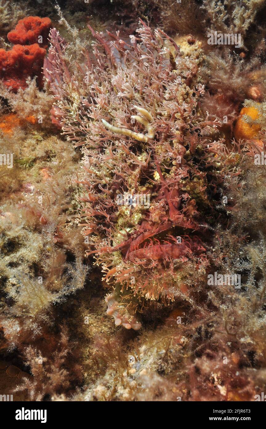 Tasselled Anglerfish, blending in. Stock Photo