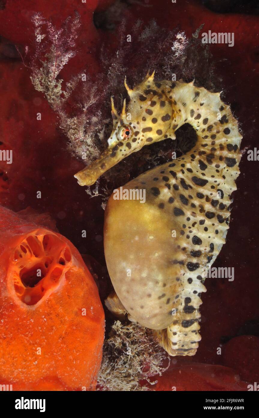 Big Bellied Seahorse. Stock Photo
