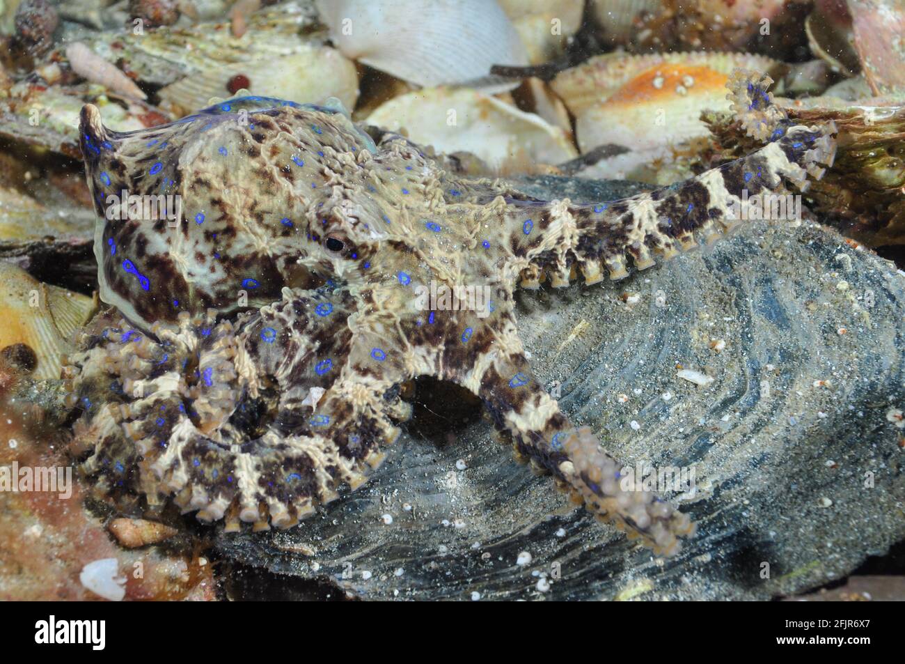 Southern Blue Ringed Octopus Stock Photo Alamy