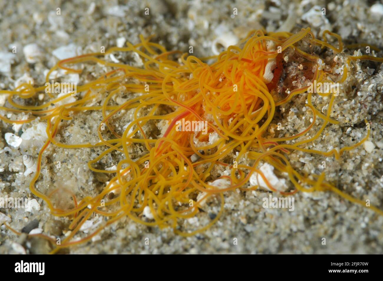 Spaghetti Worm feeding at night Stock Photo Alamy