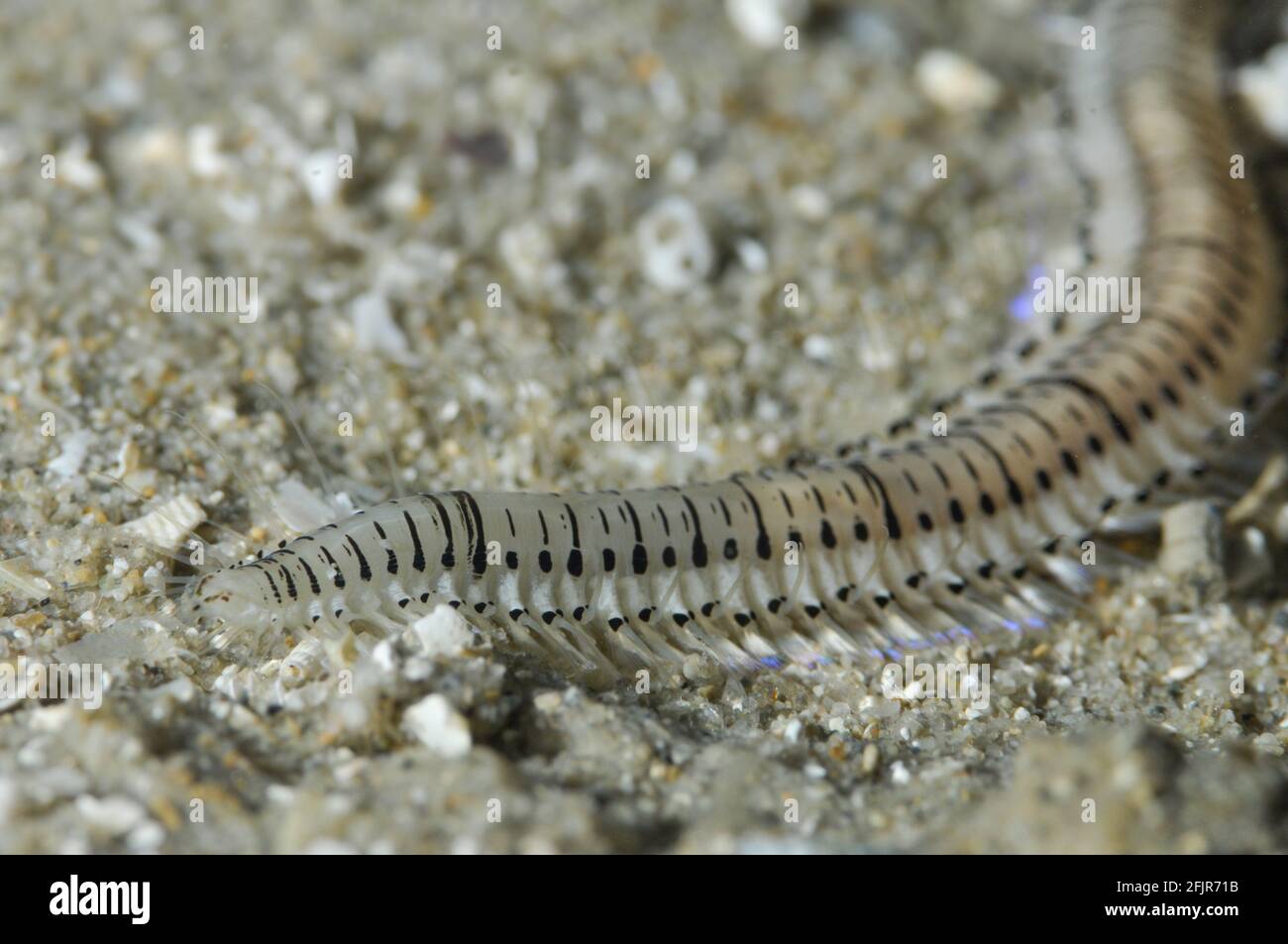 Bristleworm foraging at nightime. Stock Photo