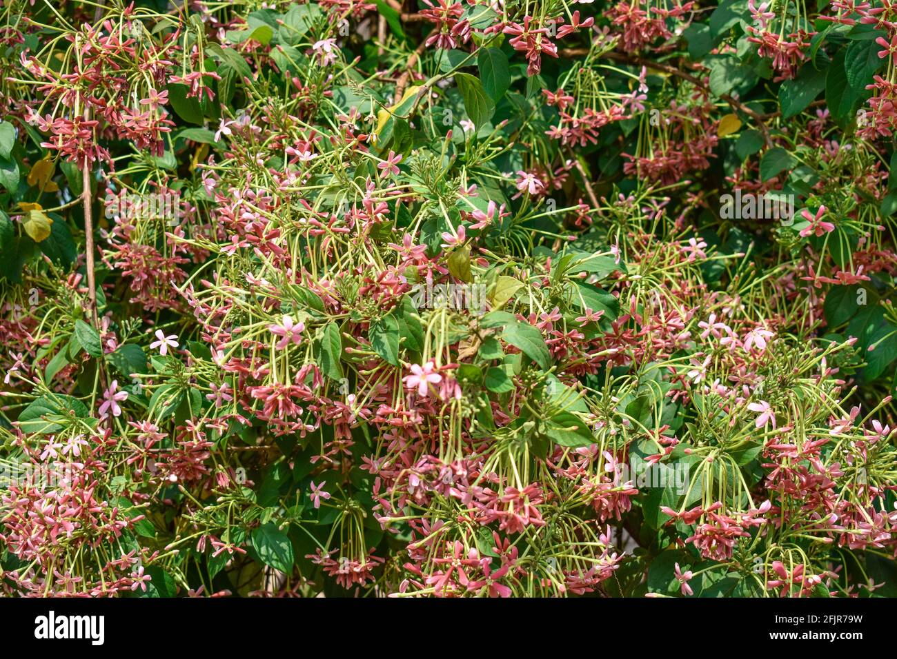 Rangoon Creeper Fructus Quisqualis indica tri-color Combretum indicum looking awesome in an indian house garden. Stock Photo