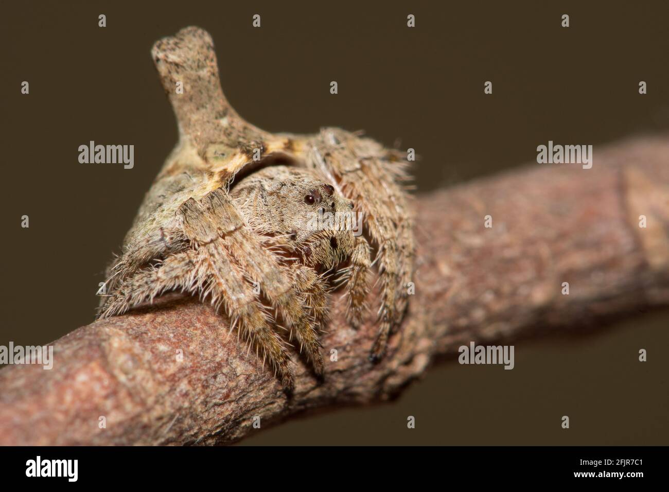Turreted Wrap Around Spider, front side angle Stock Photo Alamy