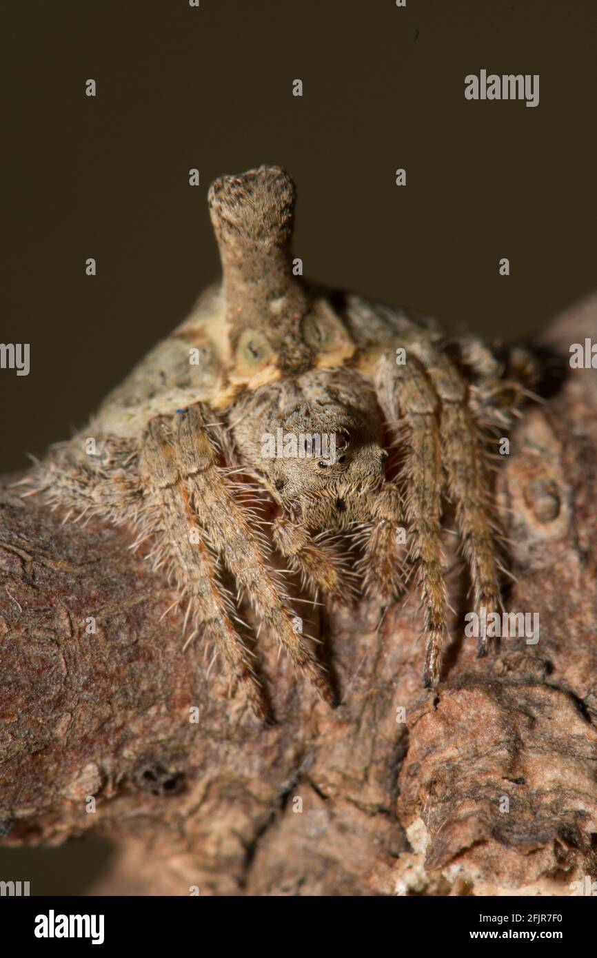 Turreted Wrap Around Spider, front top view Stock Photo Alamy