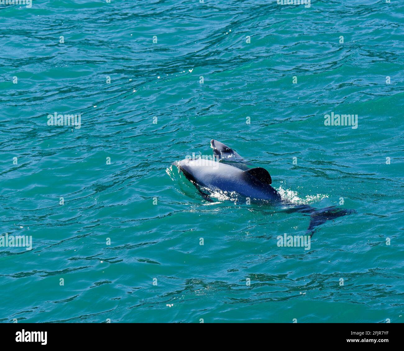 Hectors dolphins, mother and baby calf about 18 months old, endangered dolphin, New Zealand. Cetacean endemic to New Zealand. Stock Photo