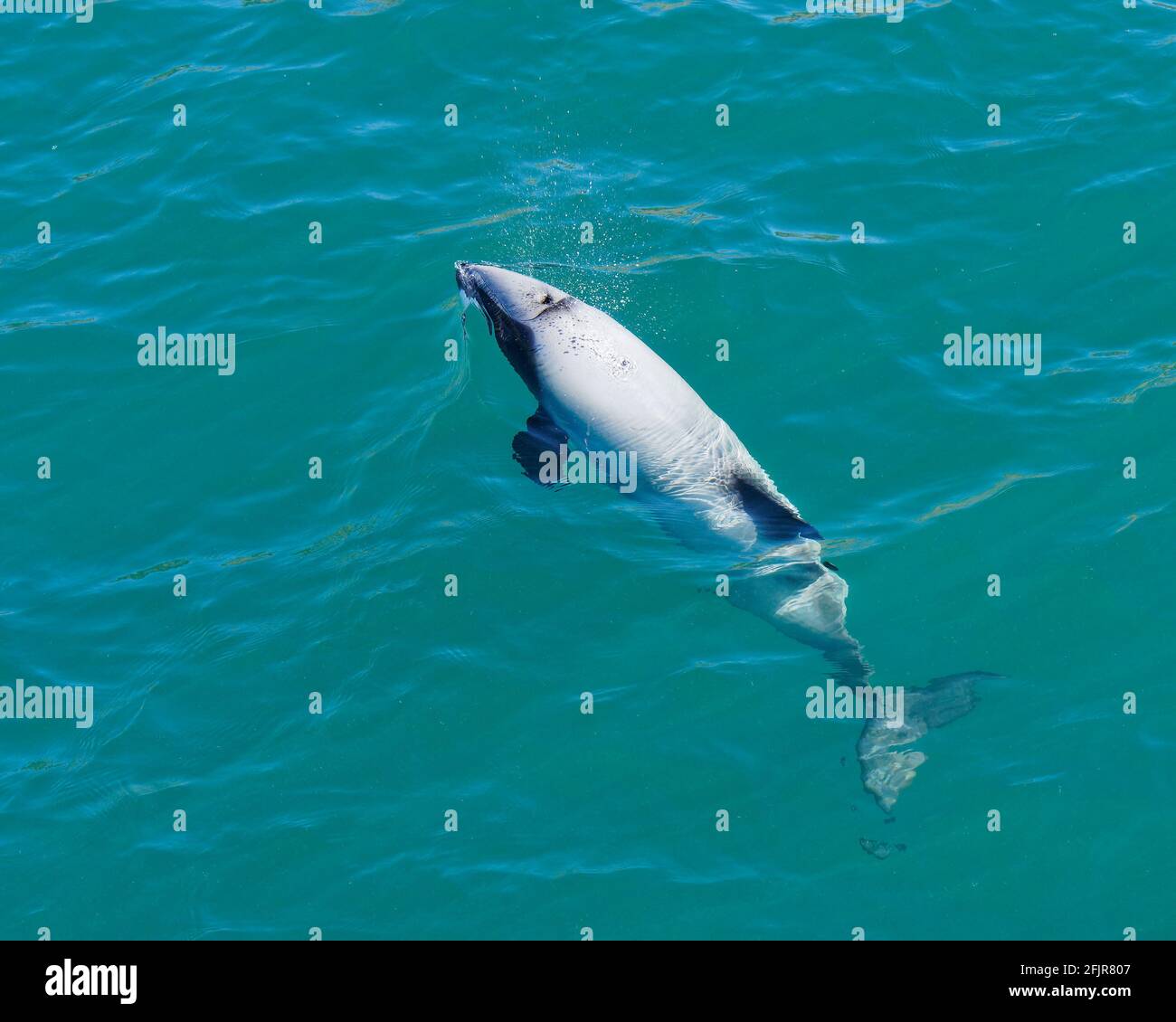 Hectors dolphin, endangered dolphin, New Zealand. Cetacean endemic to New Zealand Stock Photo