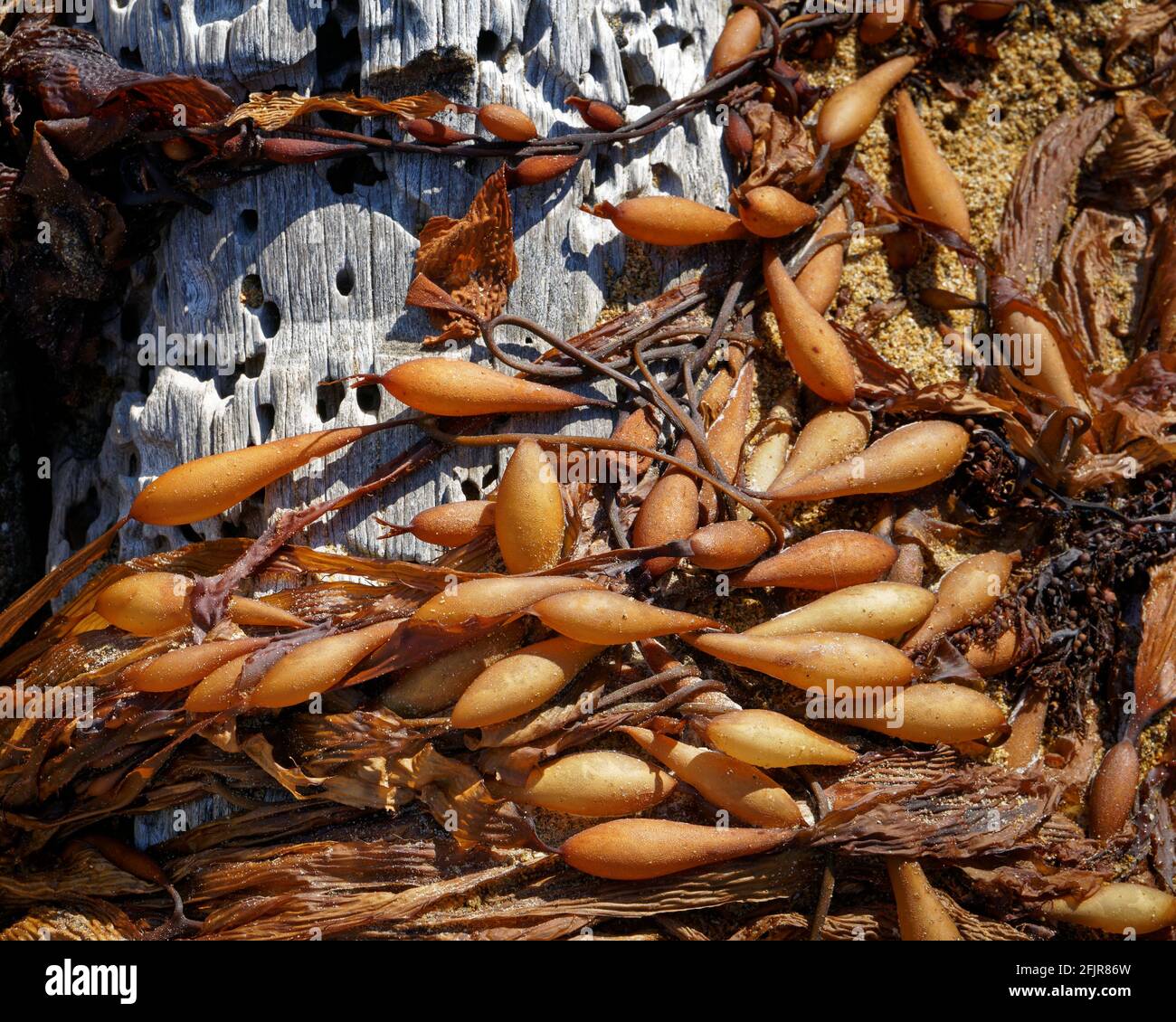 Bladder wrack, Scientific name: Fucus vesiculosus seaweed wrapped around driftwood and washed up on a beach, east coast, New Zealand. Stock Photo