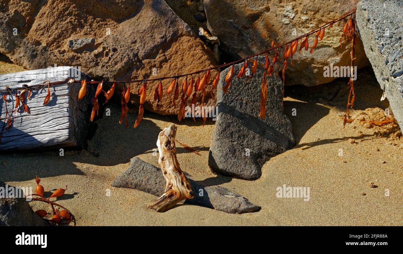 Bladder wrack, Scientific name: Fucus vesiculosus seaweed strung between rocks like fairy lights, east coast, New Zealand. Stock Photo
