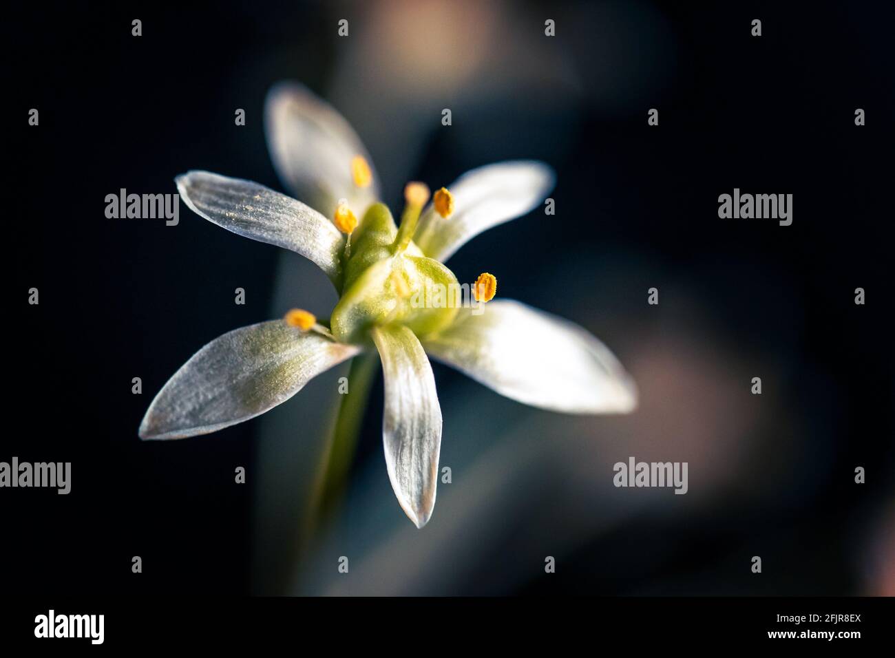 Macro whithe flower with pollen. High quality photo Stock Photo