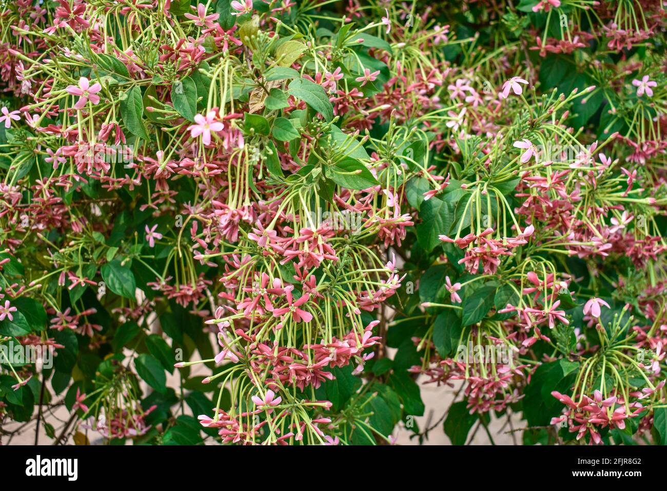 Rangoon Creeper Fructus Quisqualis indica tri-color Combretum indicum looking awesome in an indian house garden. Stock Photo