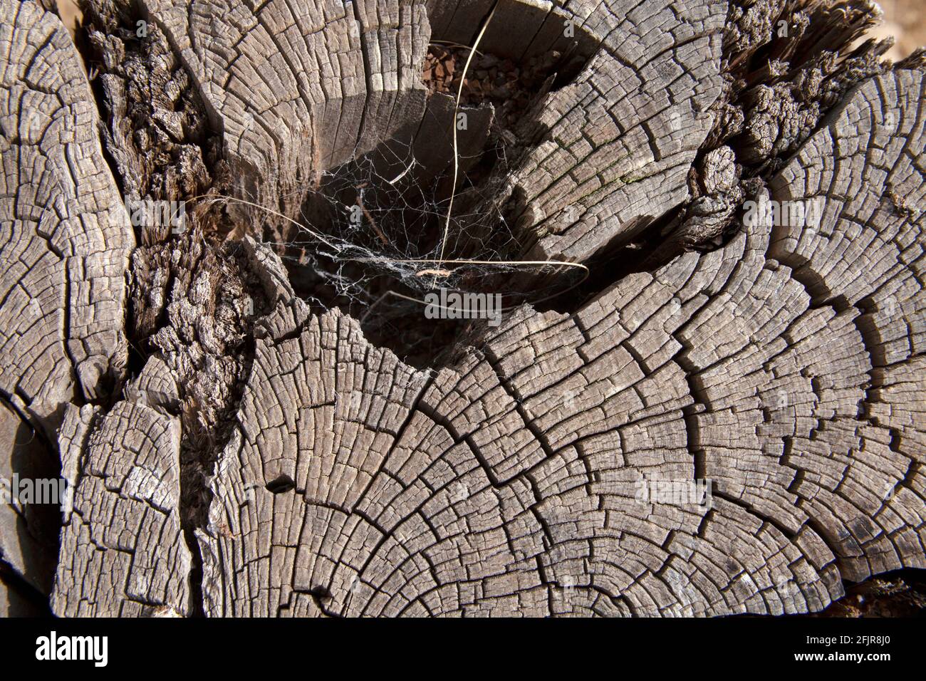 Wooden cross section . Abstract wood texture background Stock Photo - Alamy