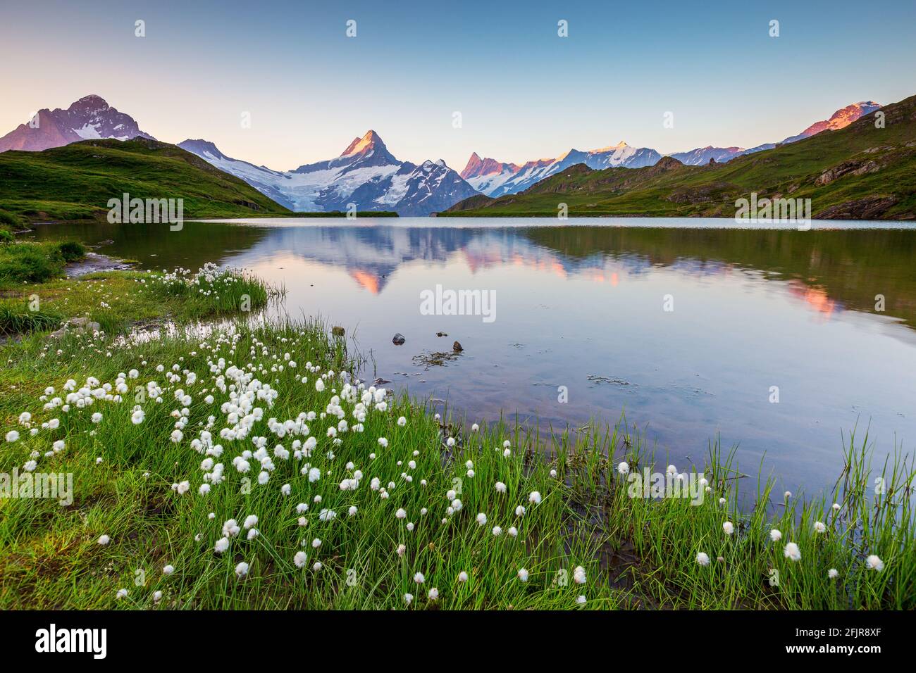 Bachsee (or Bachalpsee) alpine lake. Bernese Oberland. Eriophorum plants. Wetterhorn, Schreckhorn mountain peaks. Swiss Alps. Switzerland. Europe. Stock Photo