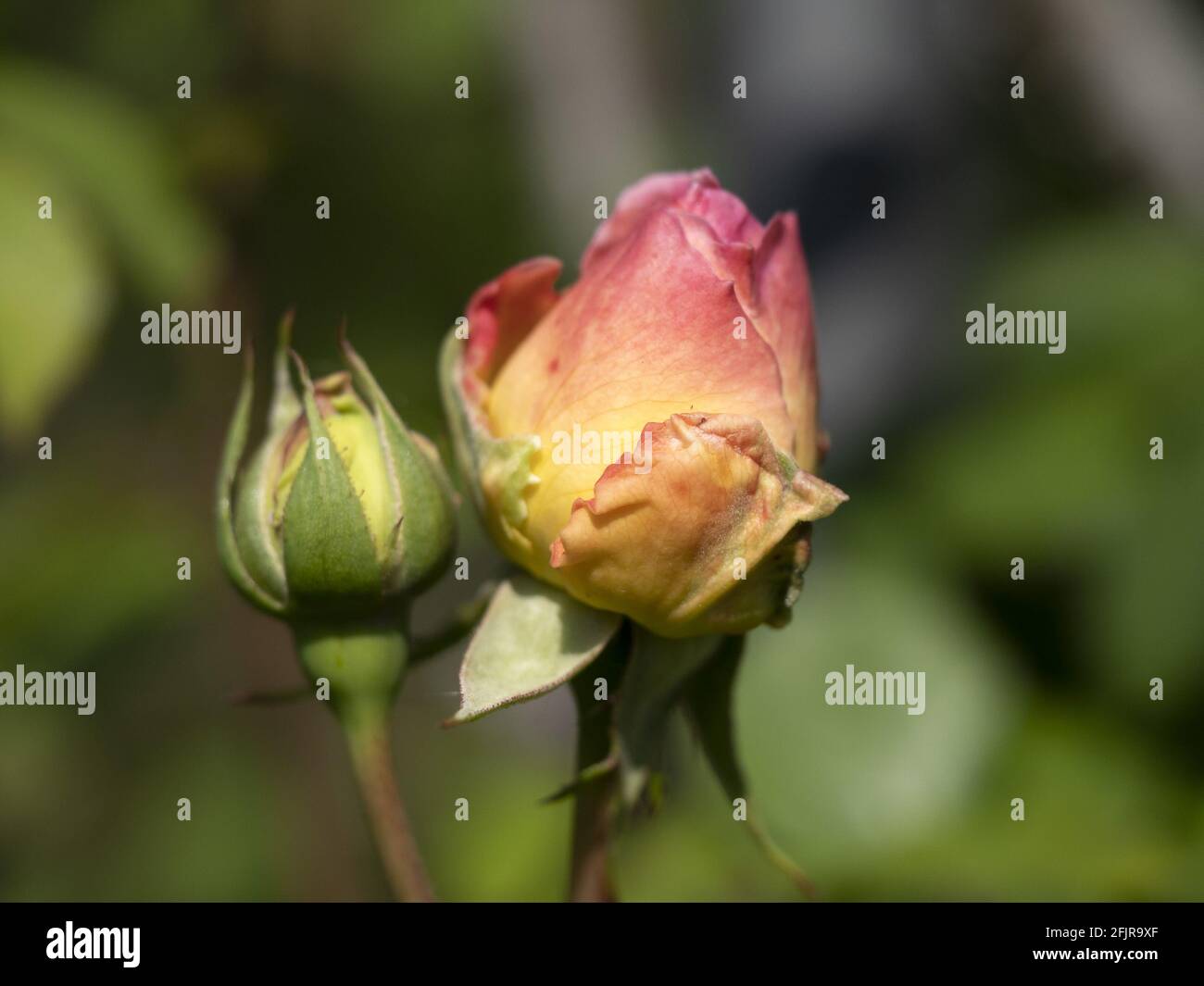rose flower close up macro detail Stock Photo - Alamy