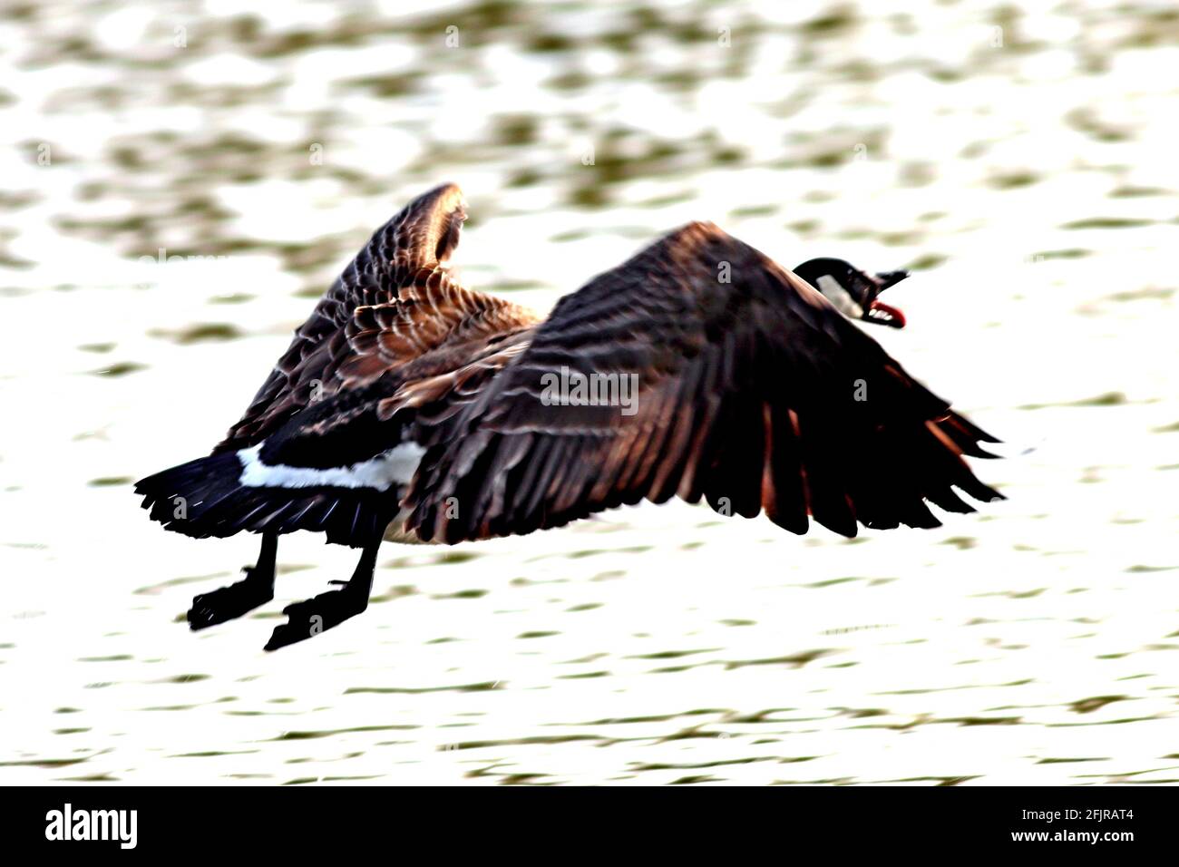 Canada goose, Branta canadensis Stock Photo
