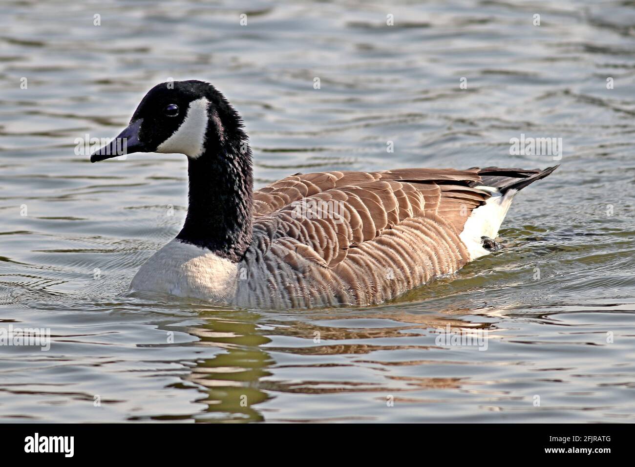 Canada goose, Branta canadensis Stock Photo