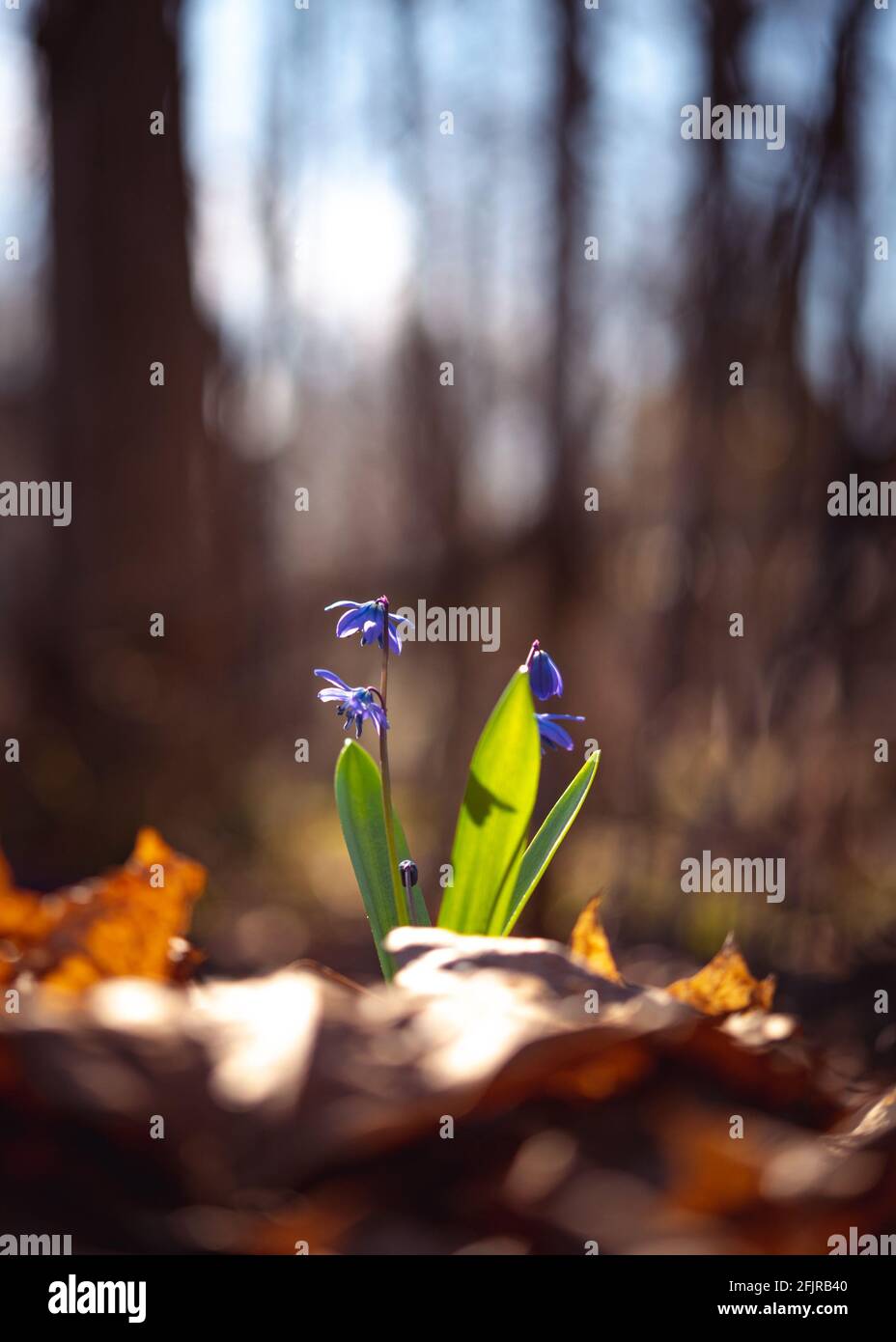 Scilla flowers bloom among fallen leaves in the spring forest lit with the sunlights. Selective focus. Stock Photo