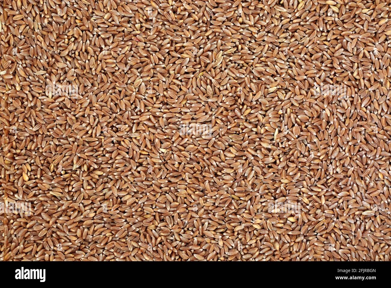 Emmer farro wheat grain forming a background. High in antioxidants & a highly nutritious food