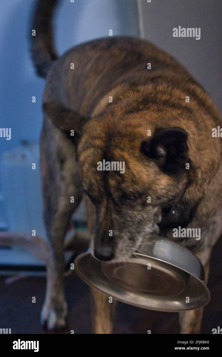 dog holding bowl in mouth asking for food Stock Photo Alamy