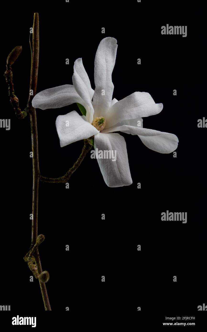 Close up of white blossom of a Kobushi Magnolia isolated on black background, also called Magnolia kobus Stock Photo