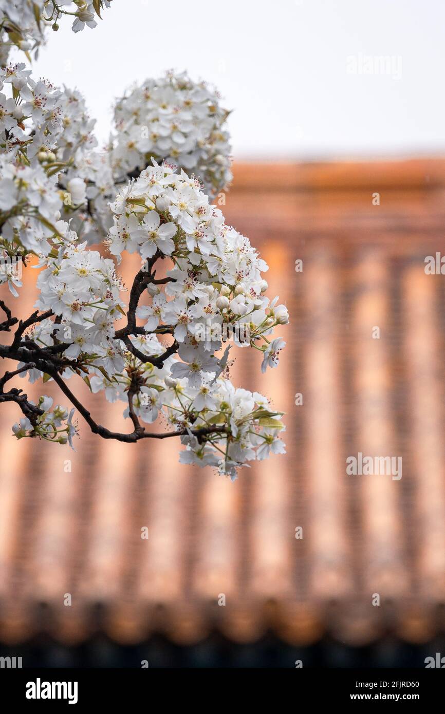 White pear blossoms, pyrus flowers against ancient Chinese building with yellow tile roof in the Forbidden City, Beijing, China Stock Photo