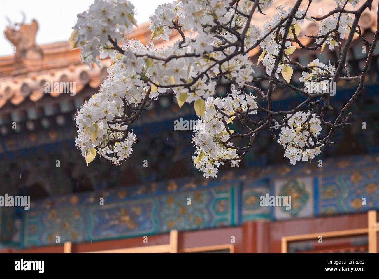 White pear blossoms, pyrus flowers against ancient Chinese building with yellow tile roof in the Forbidden City, Beijing, China Stock Photo