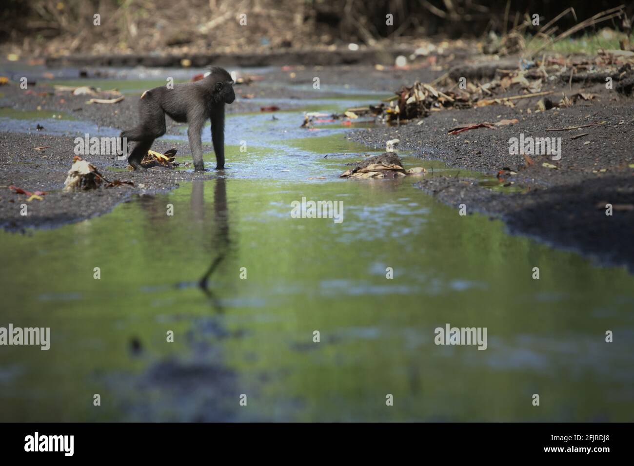 A young Sulawesi black-crested macaque (Macaca nigra) is photographed on a stream in Tangkoko Nature Reserve, North Sulawesi, Indonesia. Stock Photo