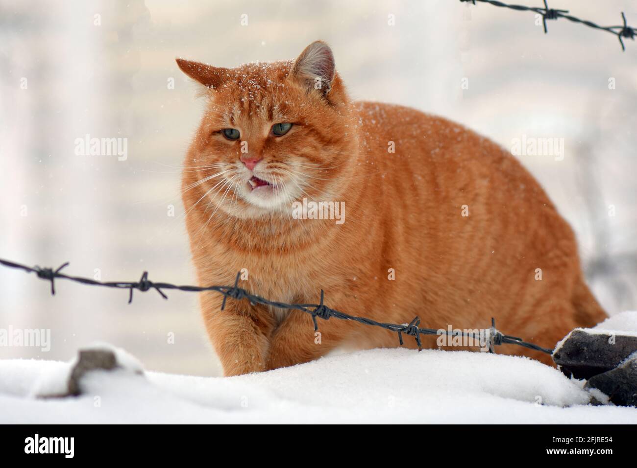 Cat under snowfall Stock Photo