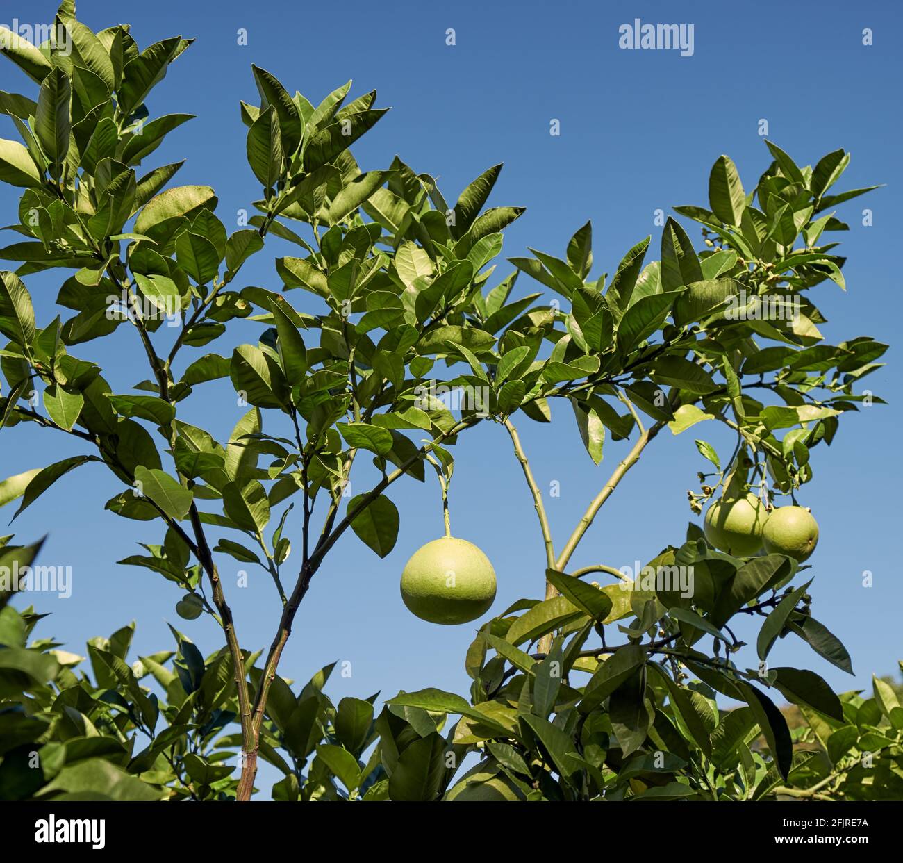 Pomelo Fruit Tree