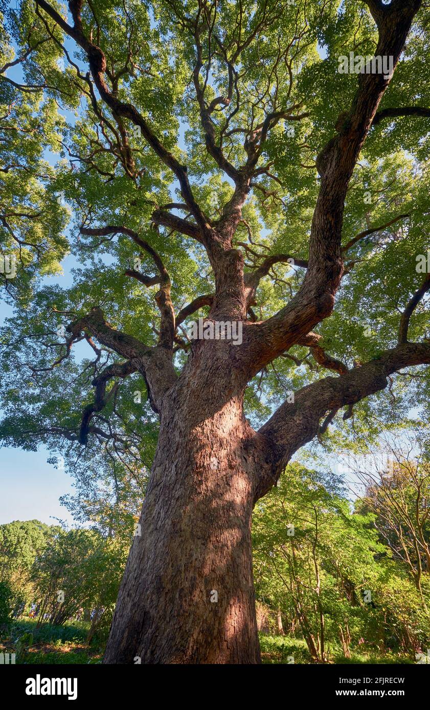 The view of the ancient camphor tree (Cinnamomum camphora) at the Imperial Palace garden. Tokyo. Japan Stock Photo