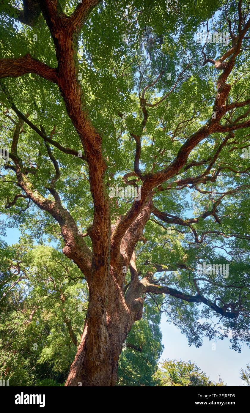 The view of the ancient camphor tree (Cinnamomum camphora) at the Imperial Palace garden. Tokyo. Japan Stock Photo