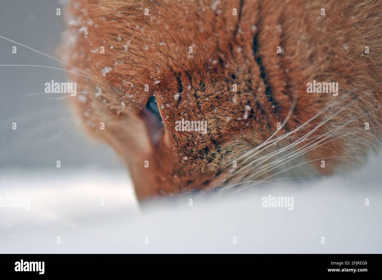 Cat under snowfall Stock Photo