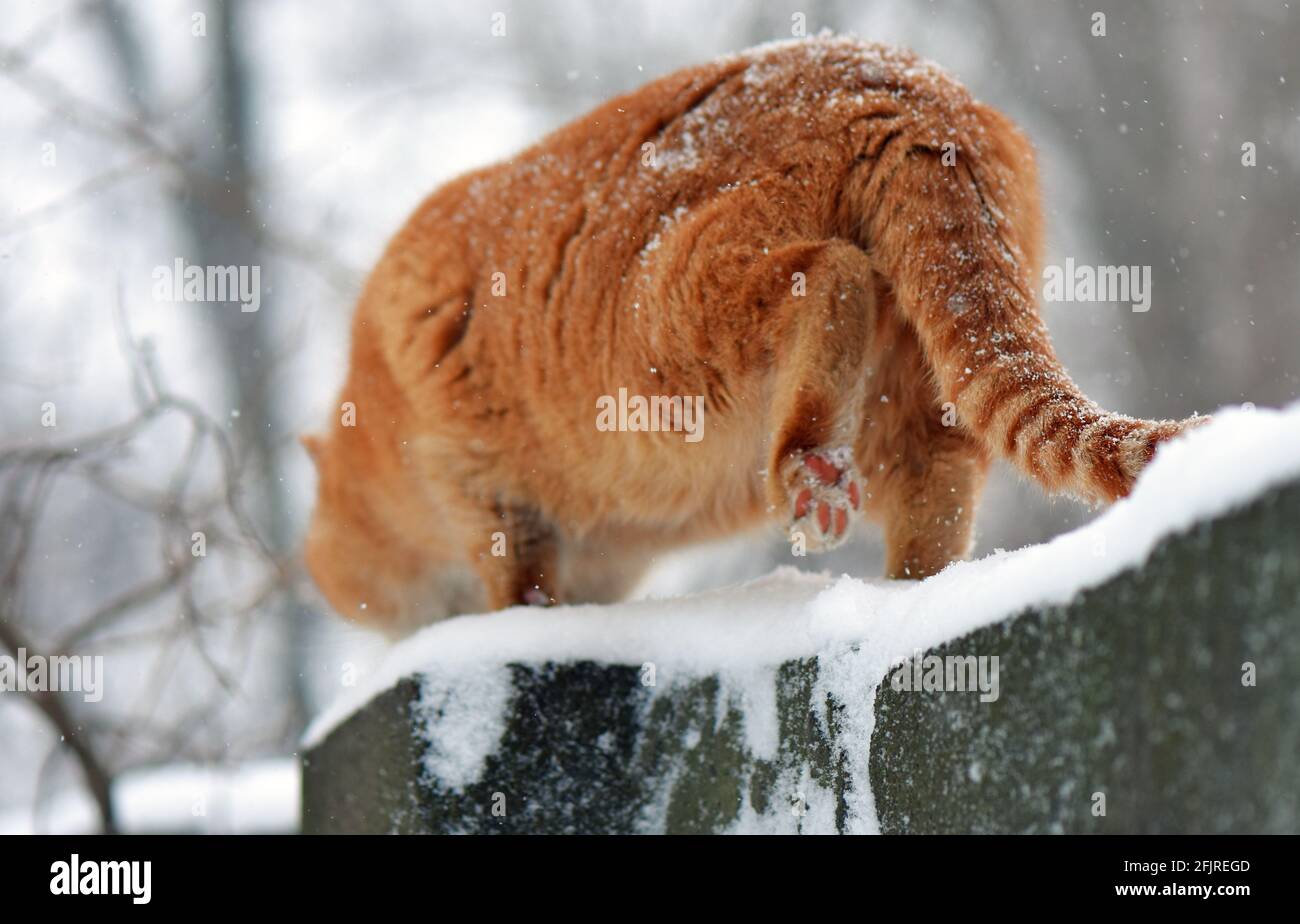 Cat under snowfall Stock Photo