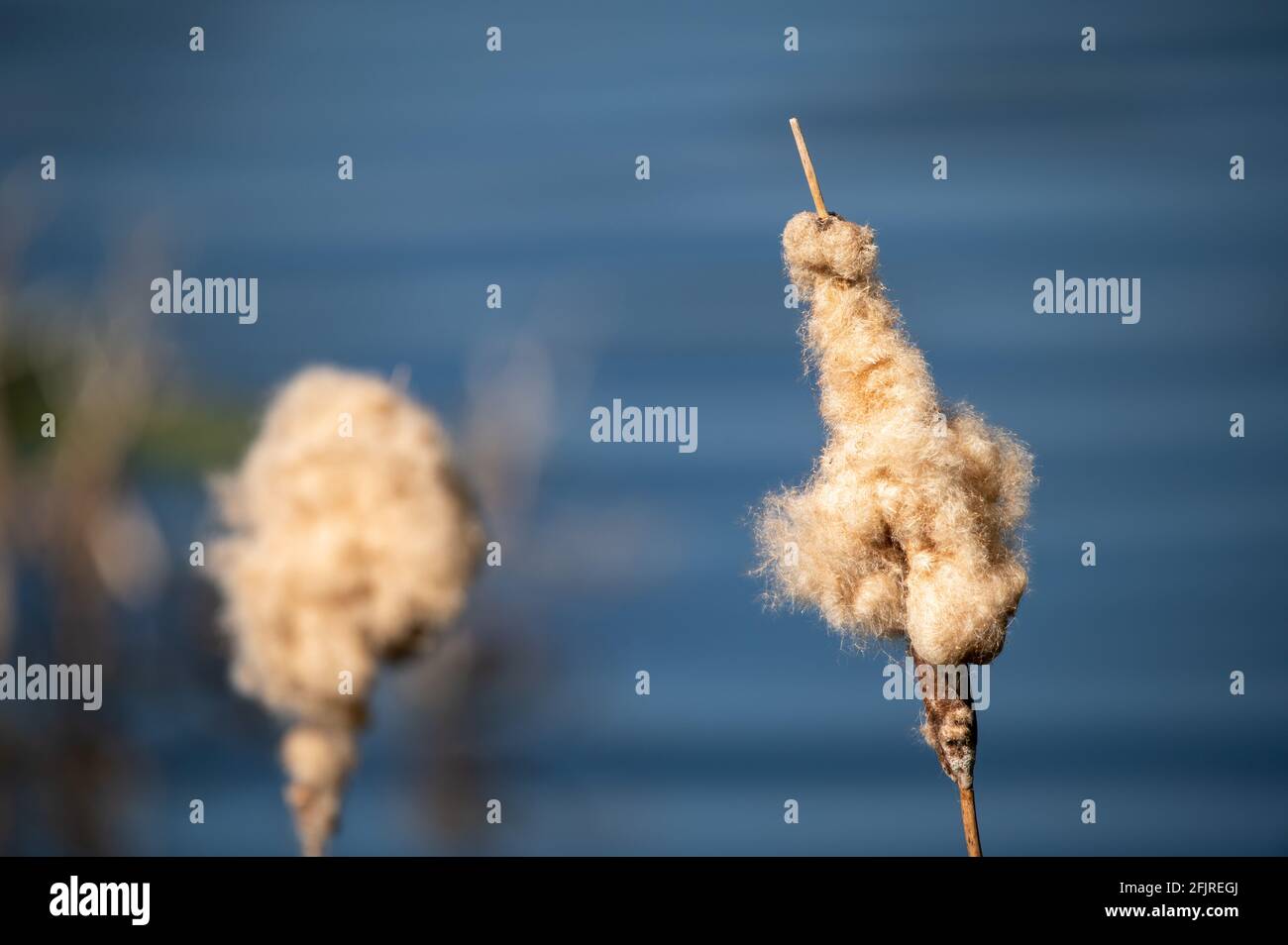 Open seed pods of the common Bulrush showing seed dispersal Stock Photo