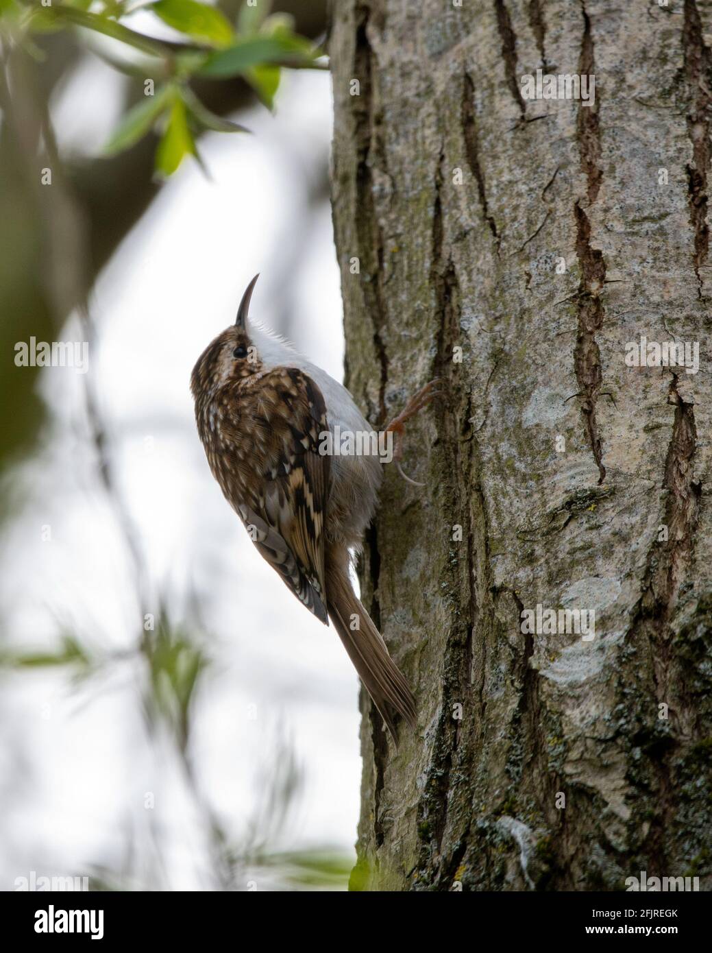 A Treecreeper bird Stock Photo