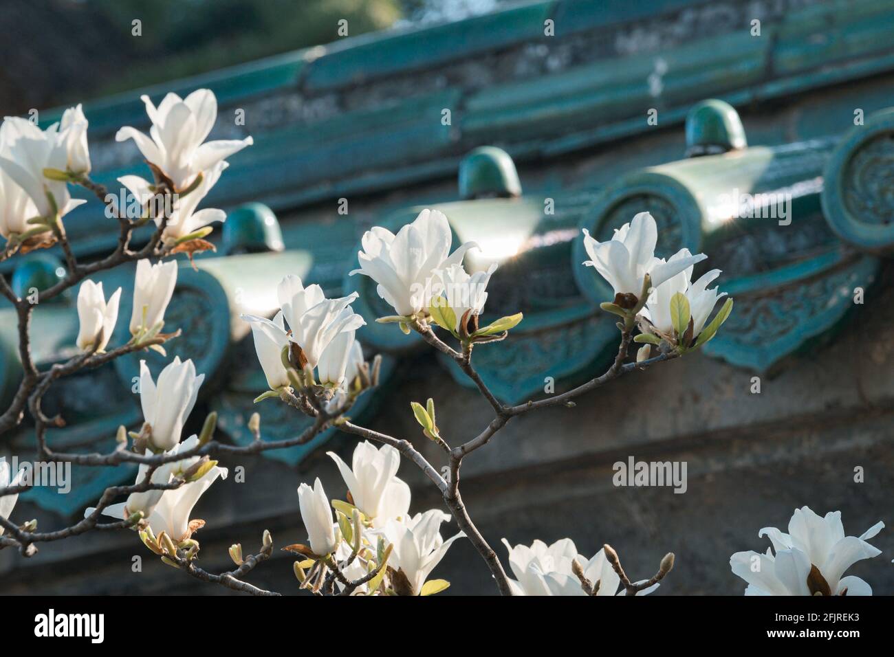 Spring flowers with gray wall and green tile roof in the Forbidden City, Beijing, China Stock Photo