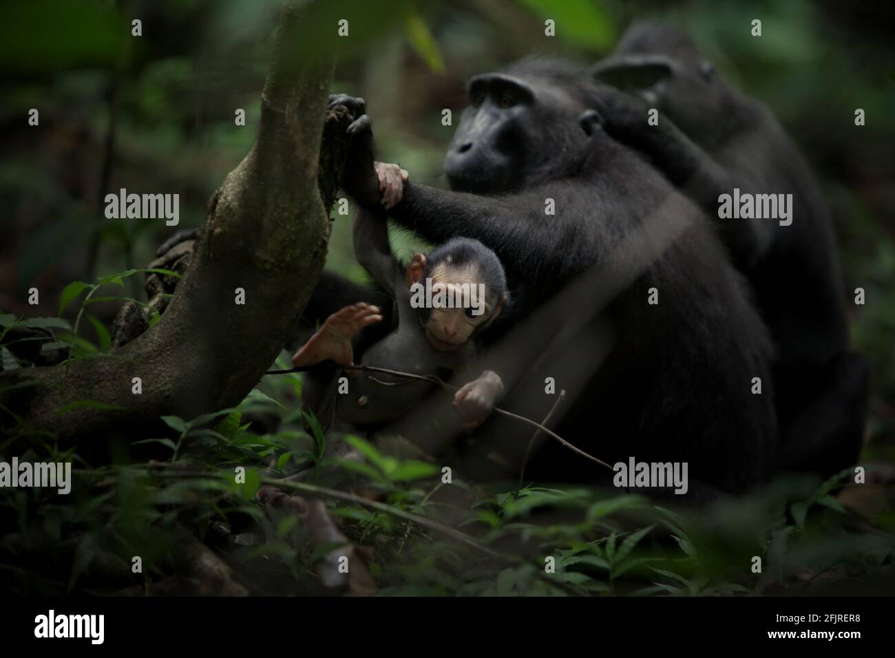 Celebes crested macaque (Macaca nigra) adult female individuals are taking care of an infant during social activity in Tangkoko forest, Indonesia. Stock Photo