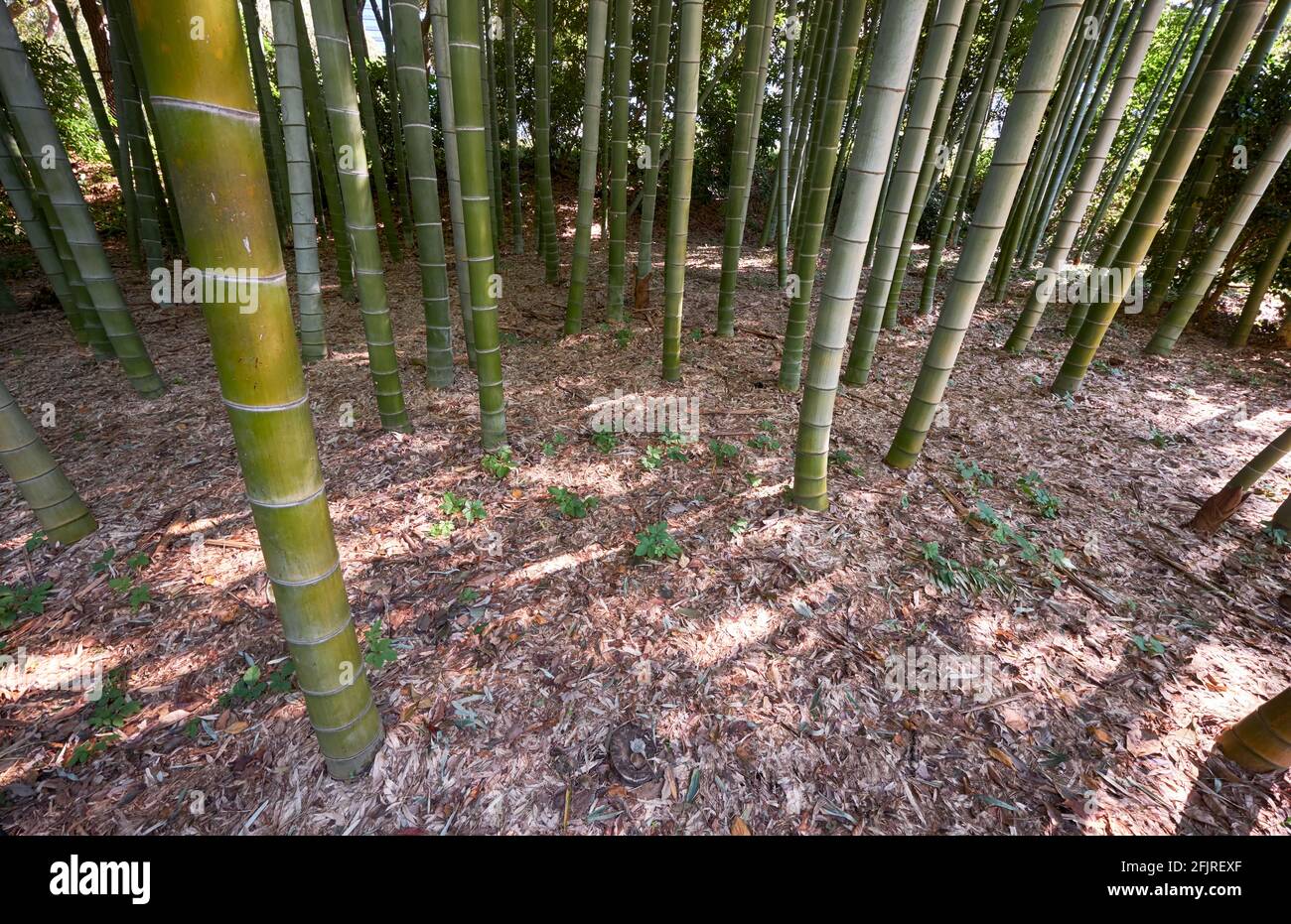 Bamboo Grove composed of thirteen species Japanese and Chinese origins