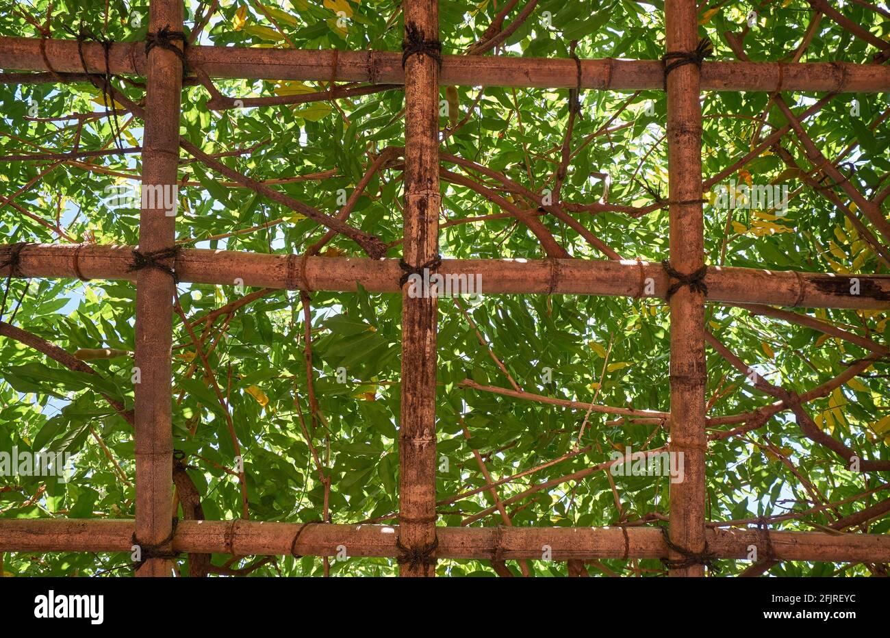 The view of bamboo pergola trellis supporting the liana tree in the japanese garden. Japan Stock Photo