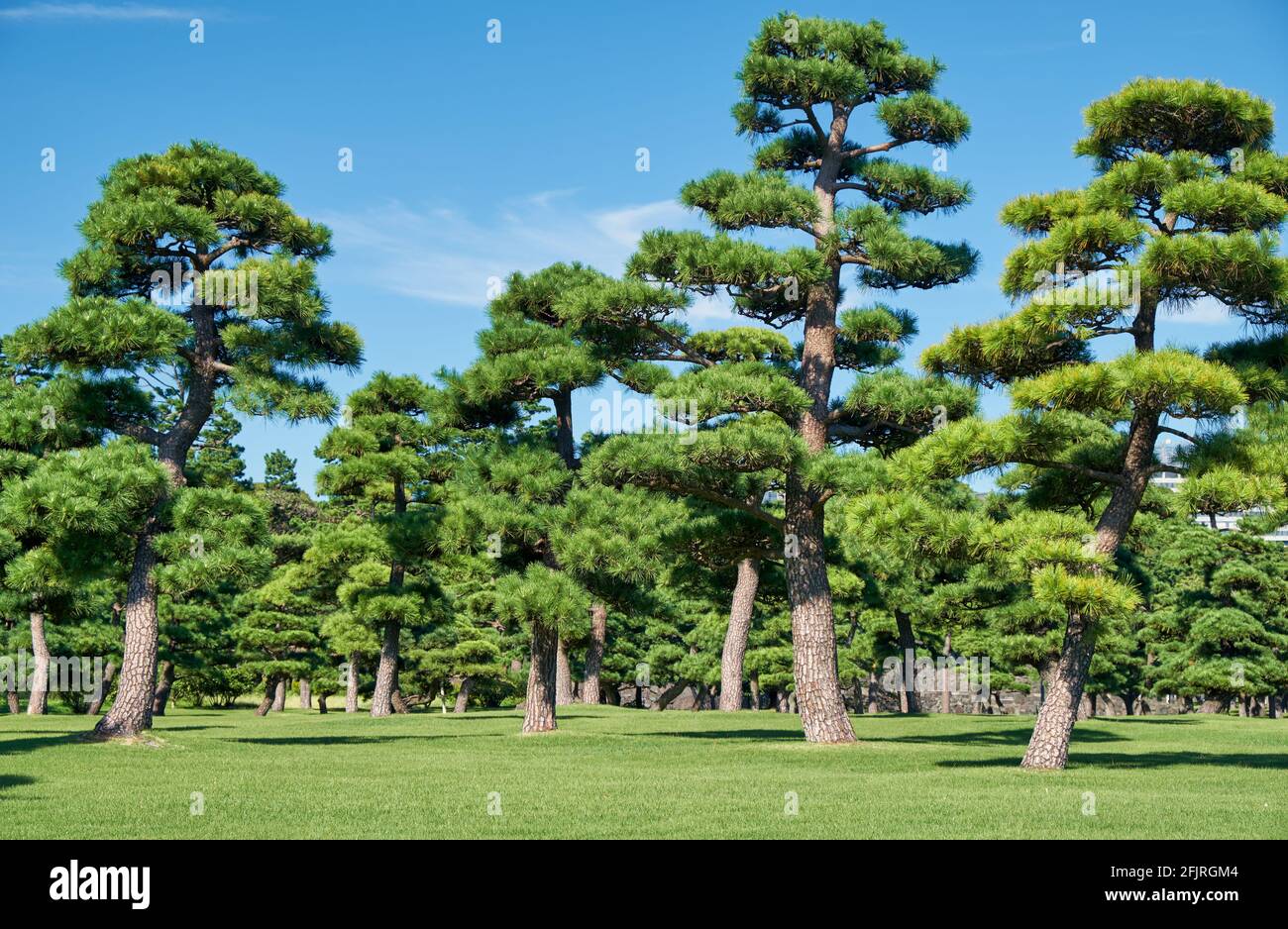 The view of the Japanese Black Pines (Pinus Thunbergii) planted on the bright green lawn area of Kokyo Gaien National Garden. Tokyo. Japan Stock Photo