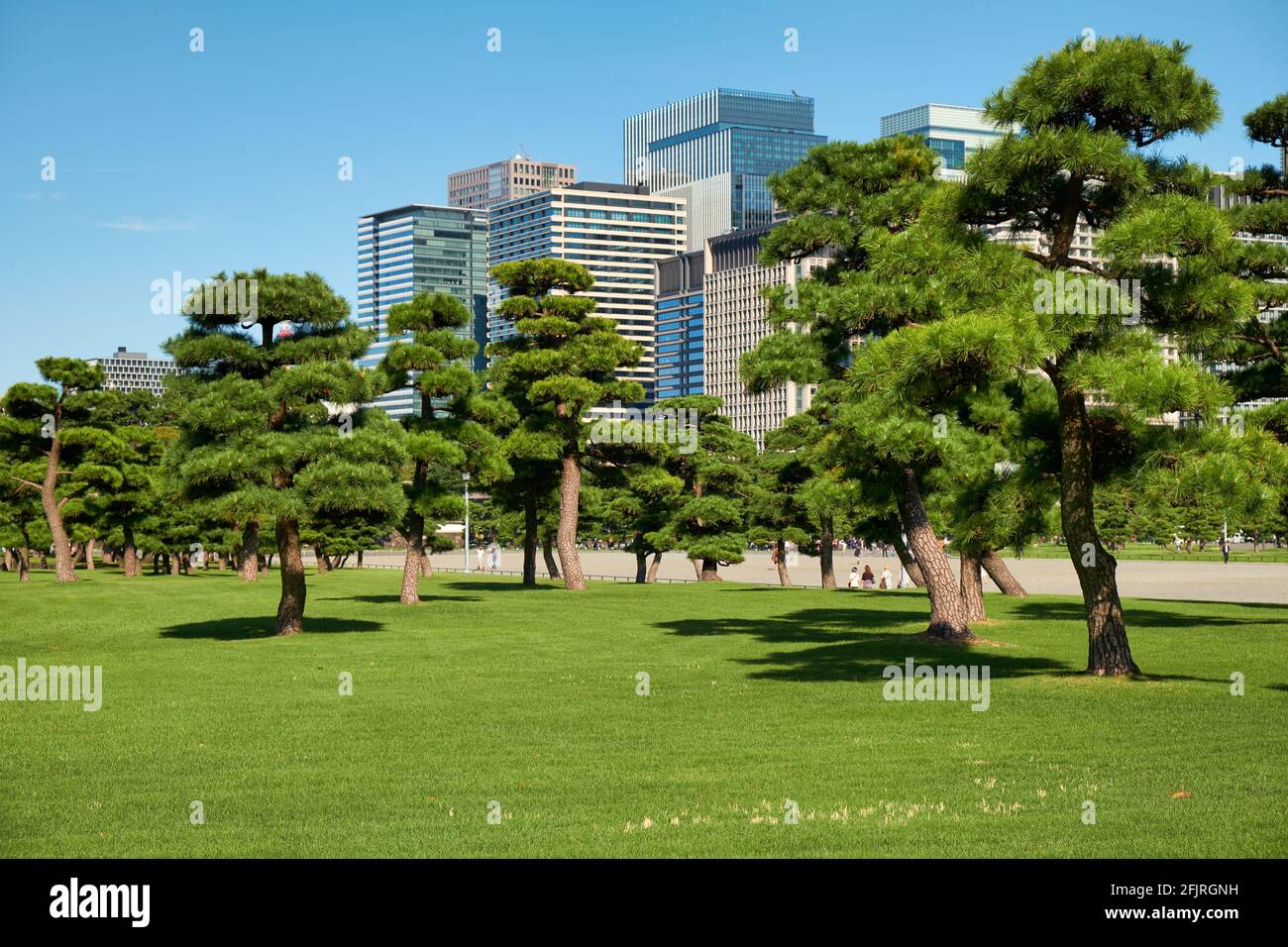 Skyscrapers of Marunouchi commercial and financial district, viewed through the green lawn of Tokyo Kokyo Gaien National Garden. Tokyo. Japan Stock Photo