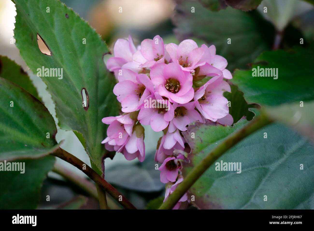 Some pretty pink saxifrage blossoms in the garden in springtime Stock Photo
