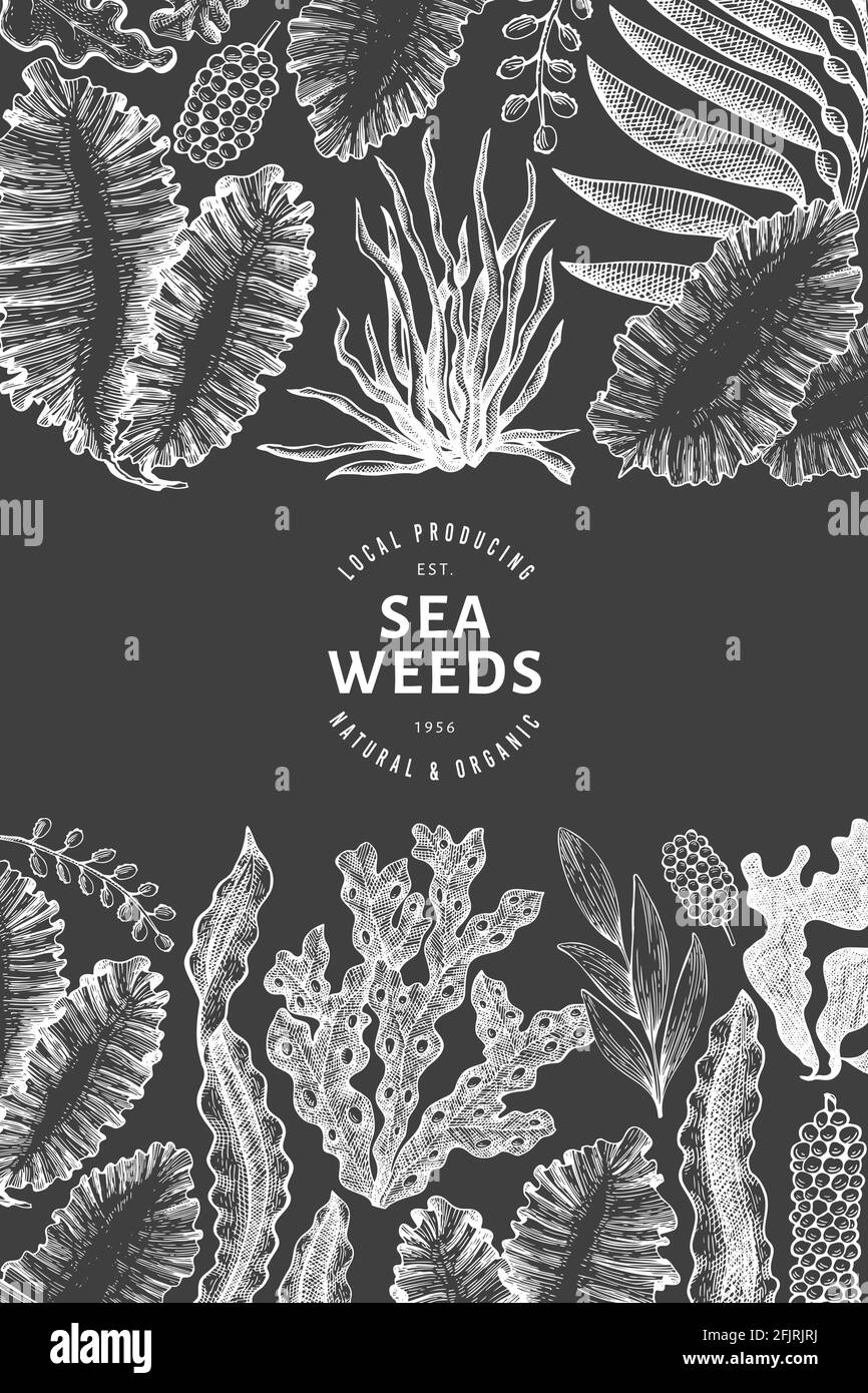 Seaweed design template. Hand drawn vector seaweeds illustration on chalk board. Engraved style sea food banner. Vintage sea plants background Stock Vector