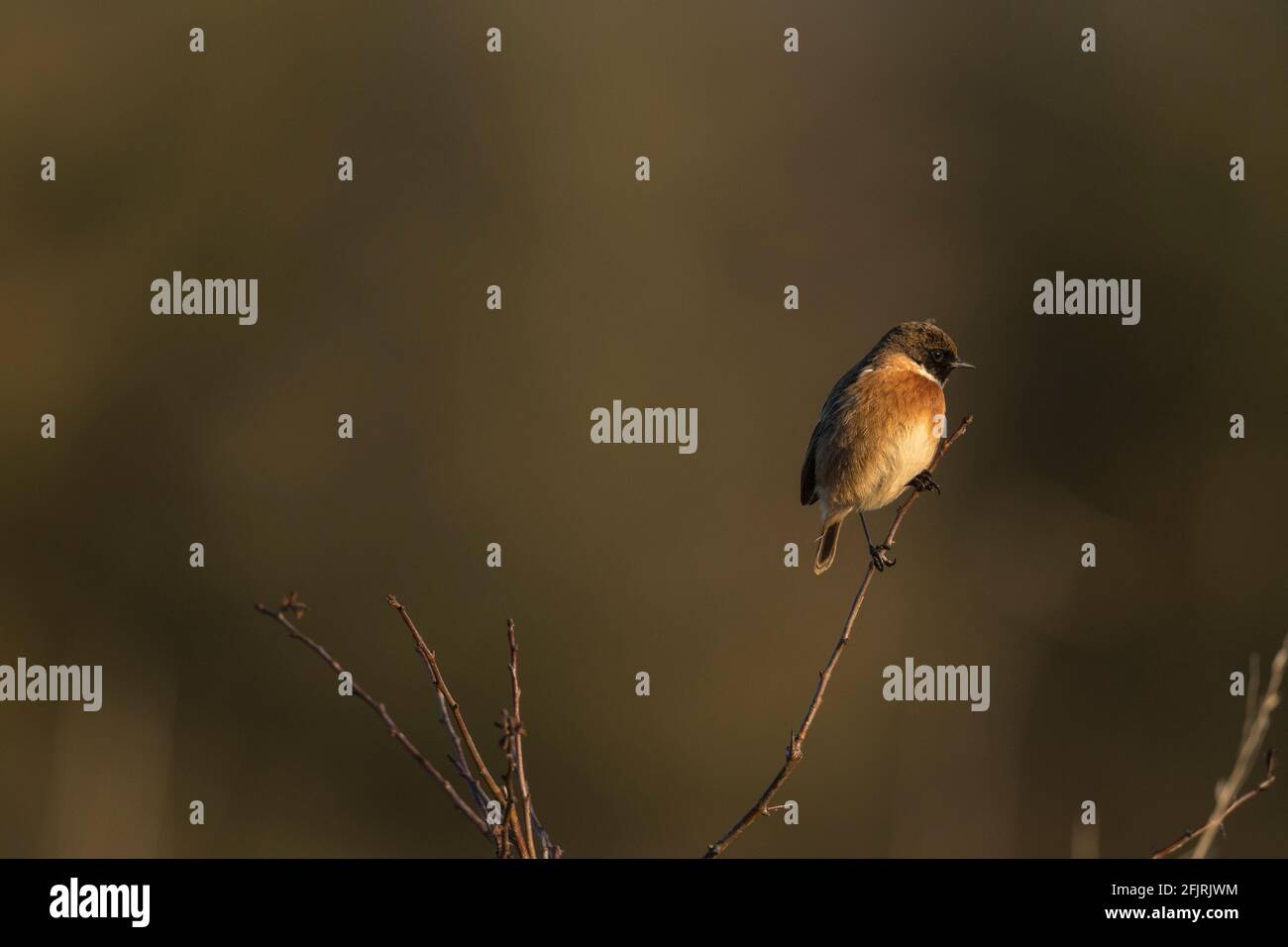 Male stonechat winter plumage hi-res stock photography and images - Alamy
