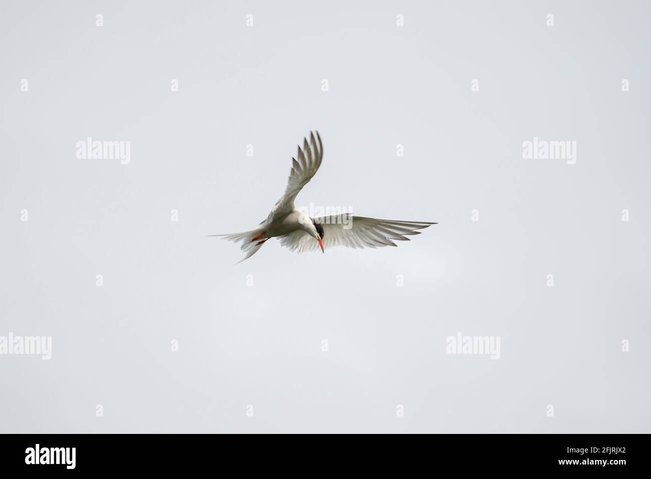 Hovering Common Tern Stock Photo