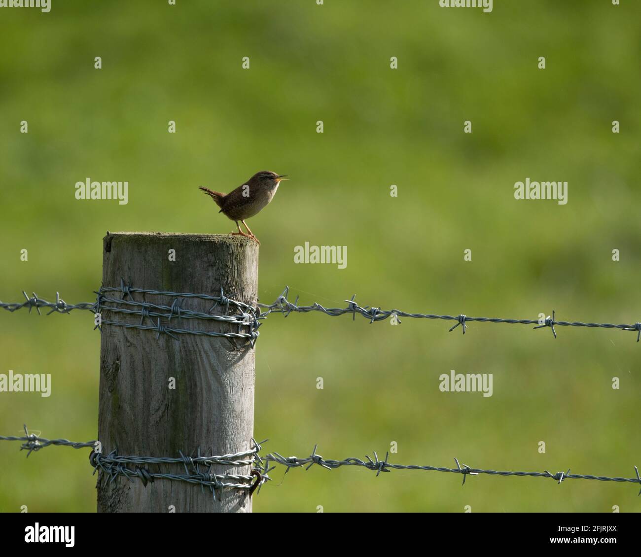 Singing wren on fencepost Stock Photo