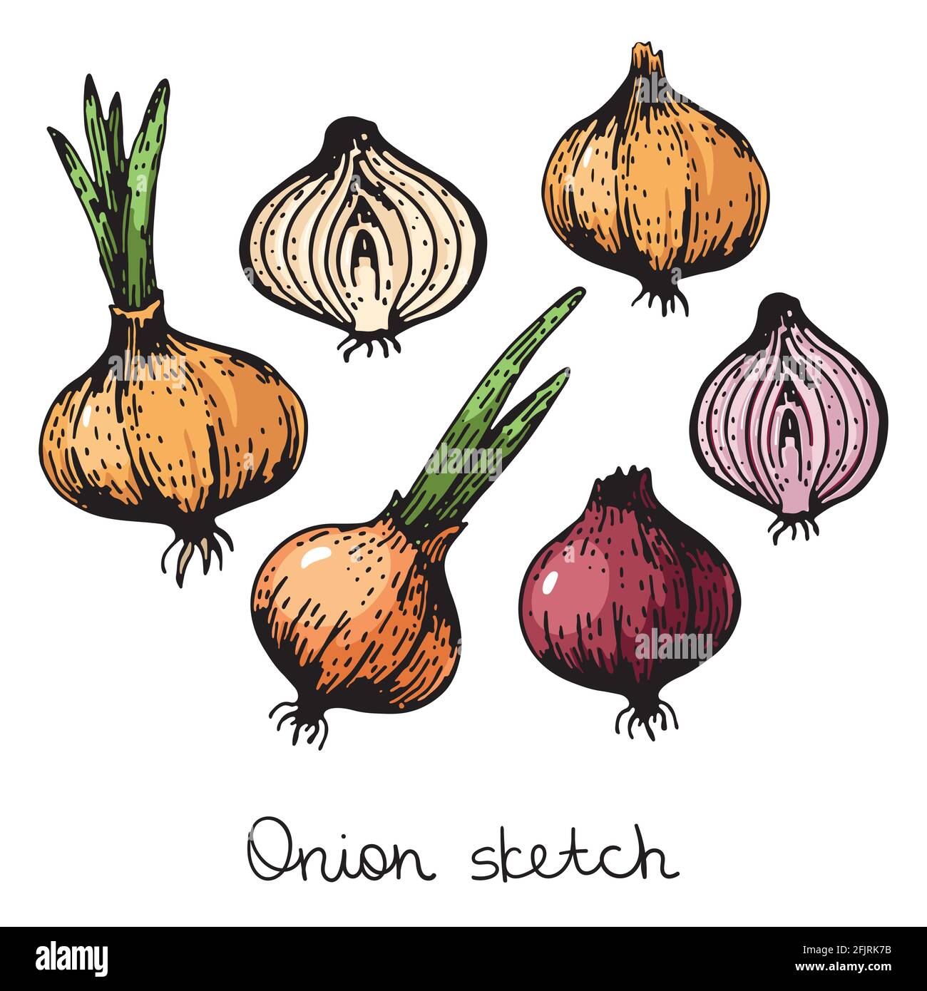 vector set of onion vegetable. red and orange onions, half and whole. isolated on a white background. Stock Vector